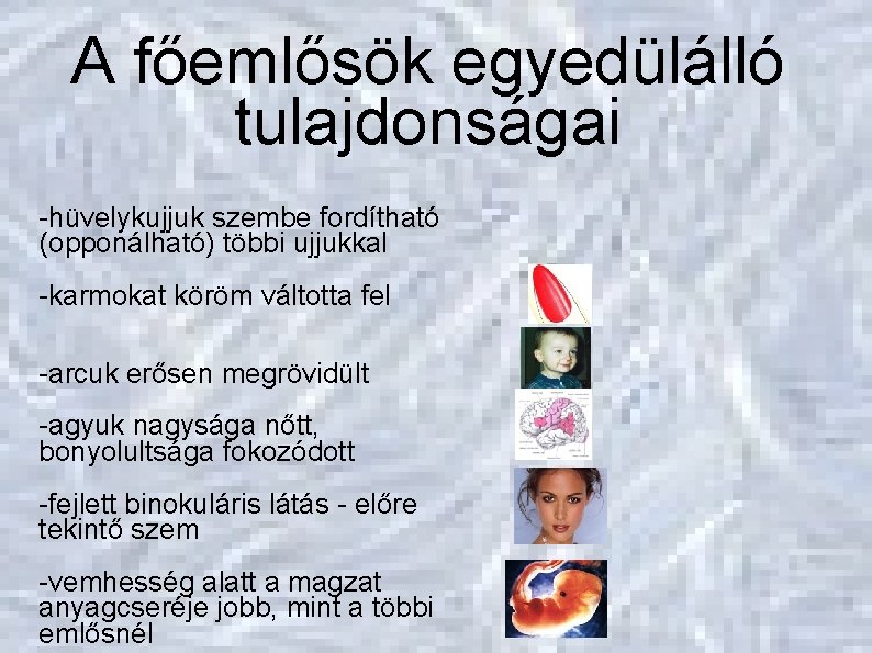 Evolúció A főemlősök egyedülálló tulajdonságai Főemlősökké válás -hüvelykujjuk szembe fordítható (opponálható) többi ujjukkal -karmokat Evolúció A főemlősök egyedülálló tulajdonságai Főemlősökké válás -hüvelykujjuk szembe fordítható (opponálható) többi ujjukkal -karmokat