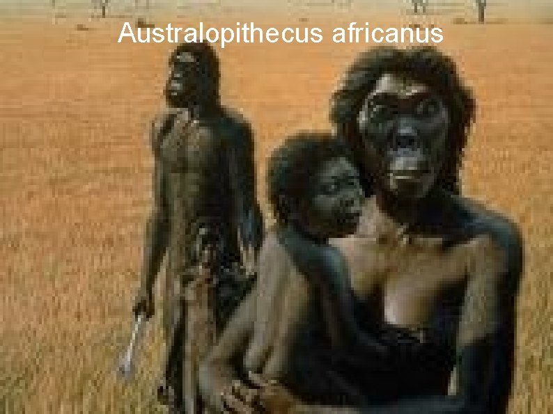 Australopithecus africanus 