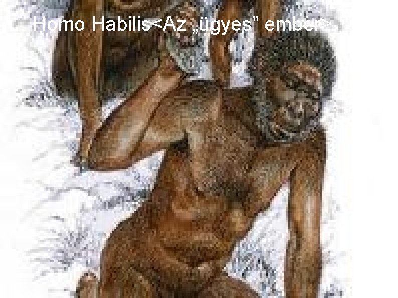Homo Habilis<Az „ügyes” ember> Homo Habilis<Az „ügyes” ember>