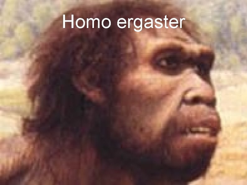Homo ergaster 