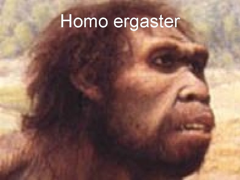 Homo ergaster Homo ergaster
