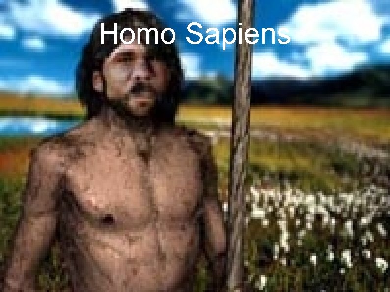 Homo Sapiens 