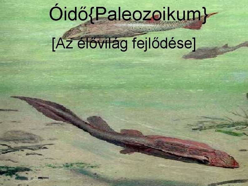 Óidő{Paleozoikum} [Az élővilág fejlődése] 