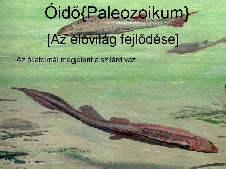 Óidő{Paleozoikum} [Az élővilág fejlődése] -Az állatoknál megjelent a szilárd váz 