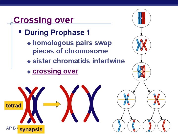 Crossing over § During Prophase 1 homologous pairs swap pieces of chromosome u sister