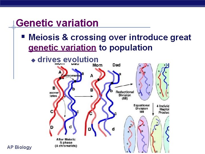 Genetic variation § Meiosis & crossing over introduce great genetic variation to population u