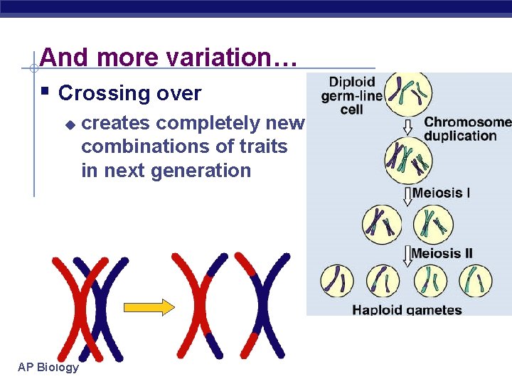 And more variation… § Crossing over u AP Biology creates completely new combinations of