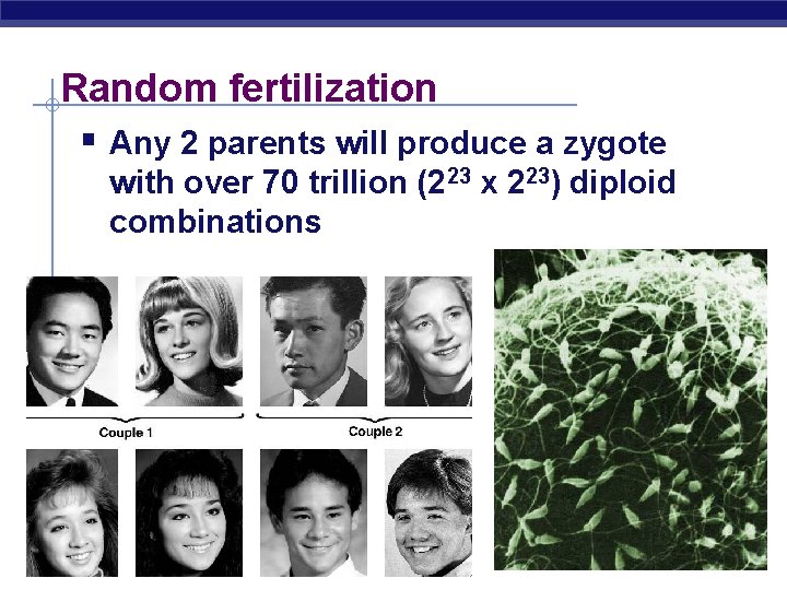 Random fertilization § Any 2 parents will produce a zygote with over 70 trillion