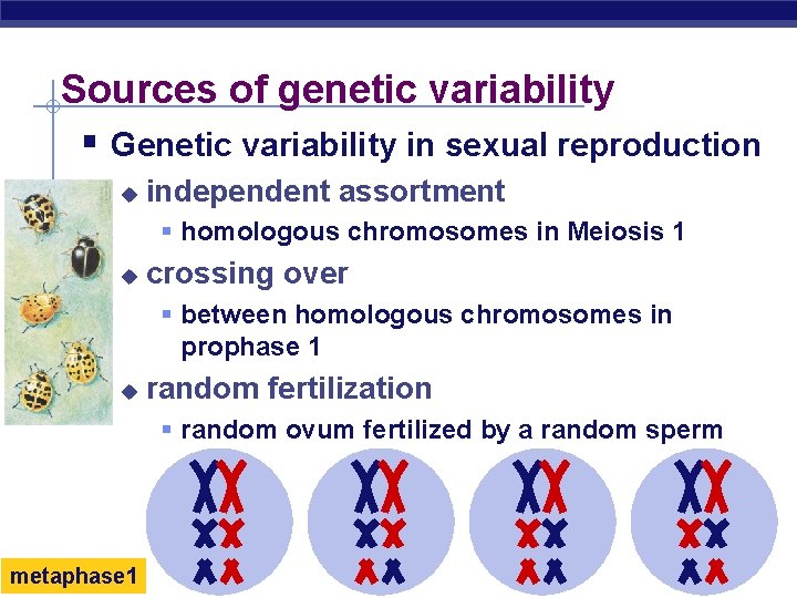 Sources of genetic variability § Genetic variability in sexual reproduction u independent assortment §