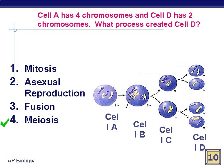 Cell A has 4 chromosomes and Cell D has 2 chromosomes. What process created