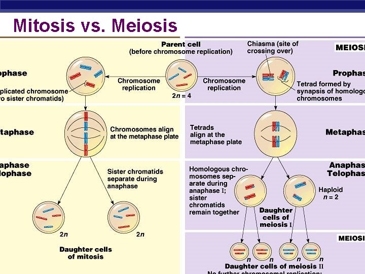 Mitosis vs. Meiosis AP Biology 