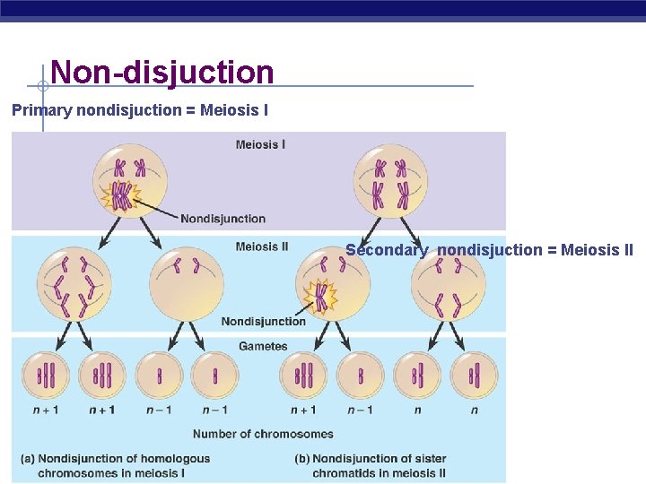 Non-disjuction Primary nondisjuction = Meiosis I Secondary nondisjuction = Meiosis II AP Biology 
