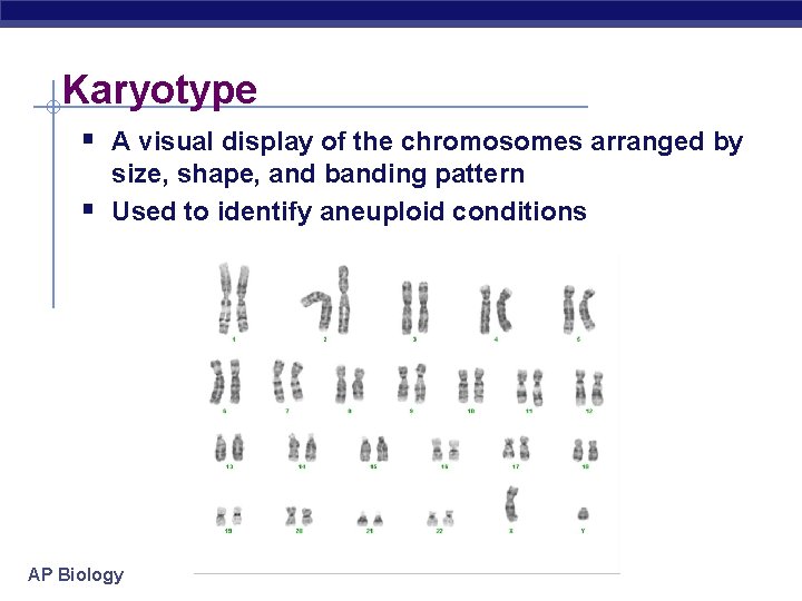 Karyotype § A visual display of the chromosomes arranged by § size, shape, and