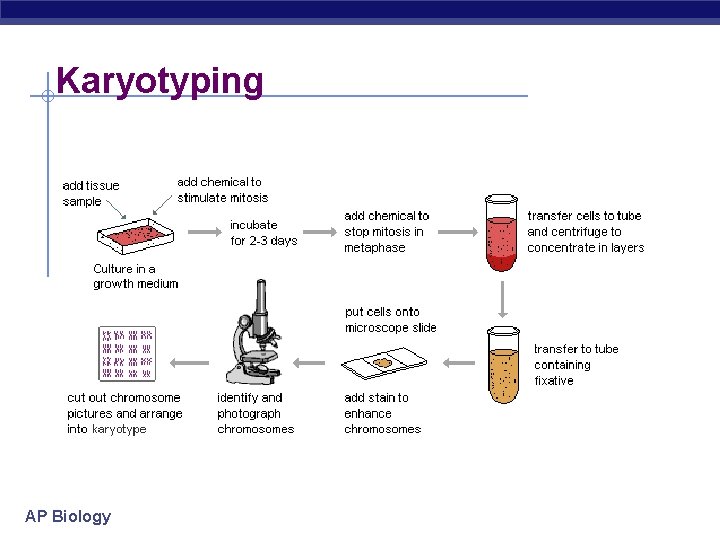 Karyotyping AP Biology 