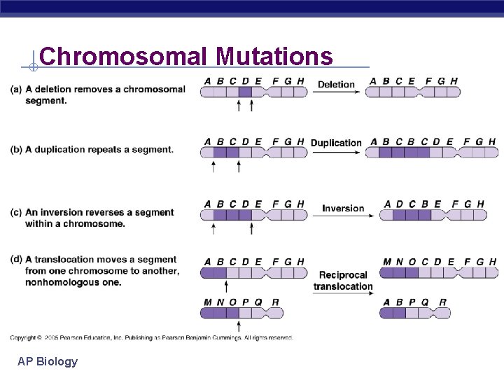 Chromosomal Mutations AP Biology 