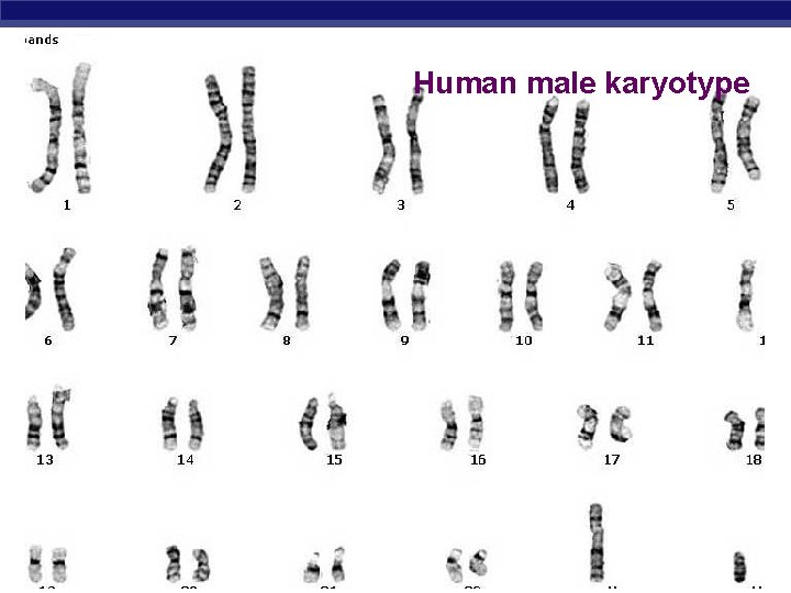Human male karyotype AP Biology 