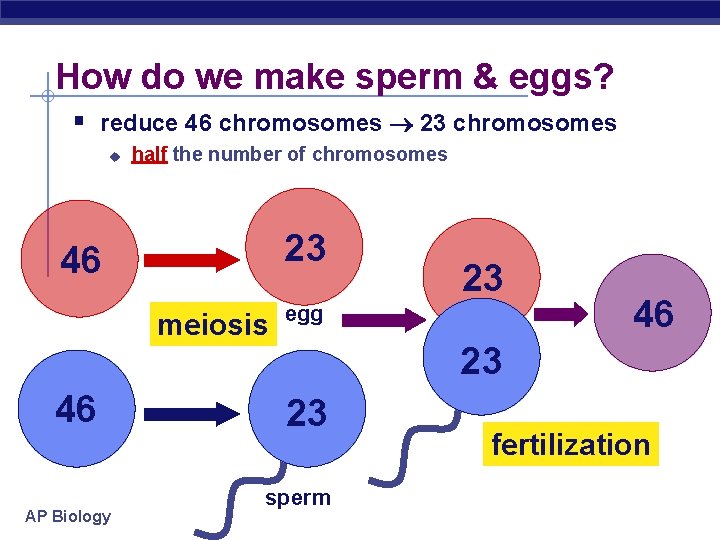 How do we make sperm & eggs? § reduce 46 chromosomes 23 chromosomes u
