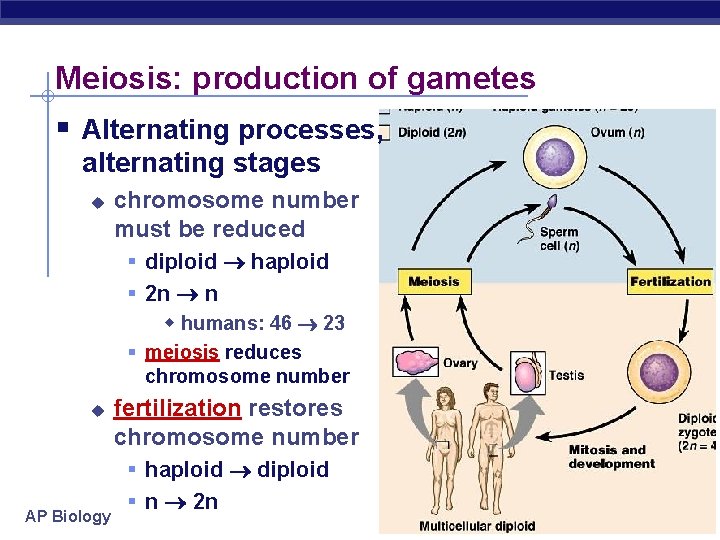 Meiosis: production of gametes § Alternating processes, alternating stages u chromosome number must be