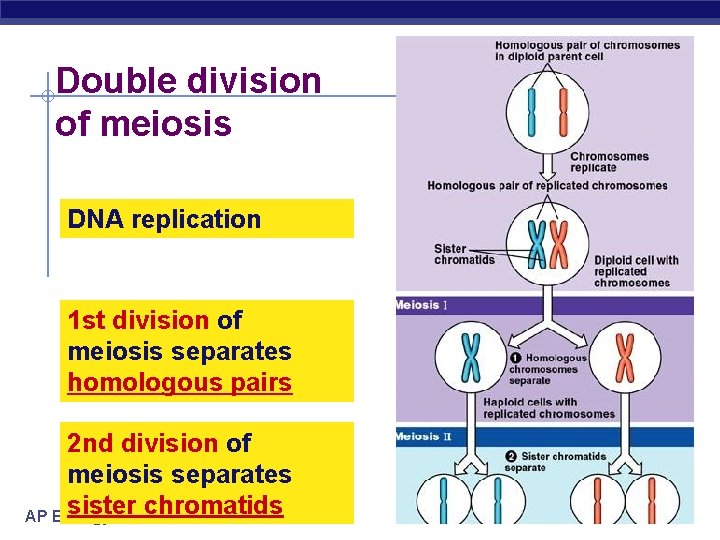 Double division of meiosis DNA replication 1 st division of meiosis separates homologous pairs