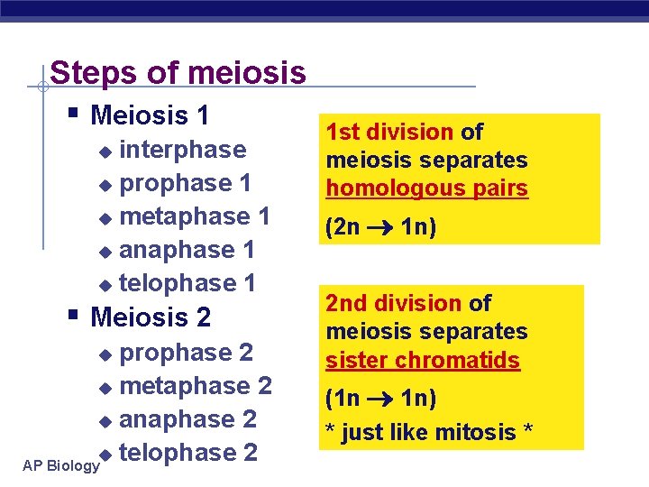 Steps of meiosis § Meiosis 1 interphase u prophase 1 u metaphase 1 u