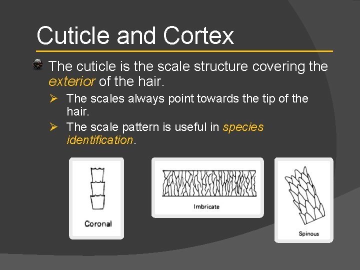 Cuticle and Cortex The cuticle is the scale structure covering the exterior of the