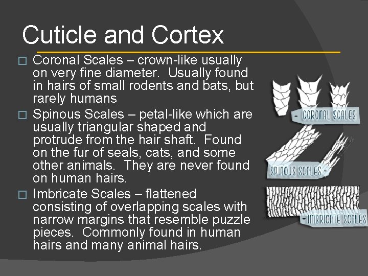 Cuticle and Cortex Coronal Scales – crown-like usually on very fine diameter. Usually found