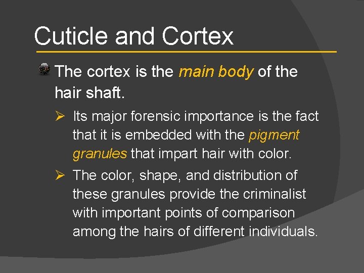 Cuticle and Cortex The cortex is the main body of the hair shaft. Ø