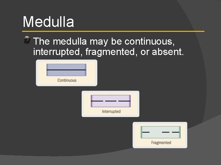Medulla The medulla may be continuous, interrupted, fragmented, or absent. 