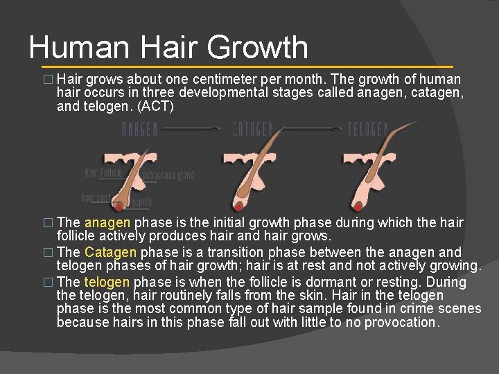 Human Hair Growth � Hair grows about one centimeter per month. The growth of