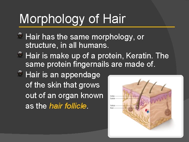 Morphology of Hair has the same morphology, or structure, in all humans. Hair is