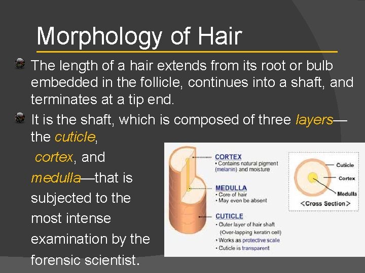 Morphology of Hair The length of a hair extends from its root or bulb