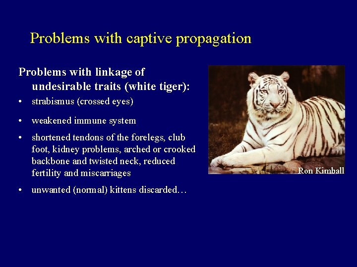 Problems with captive propagation Problems with linkage of undesirable traits (white tiger): • strabismus