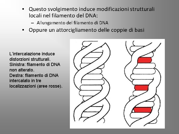  • Questo svolgimento induce modificazioni strutturali locali nel filamento del DNA: – Allungamento