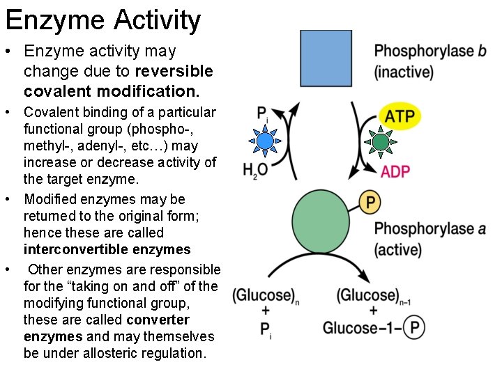 Enzyme Activity • Enzyme activity may change due to reversible covalent modification. • Covalent