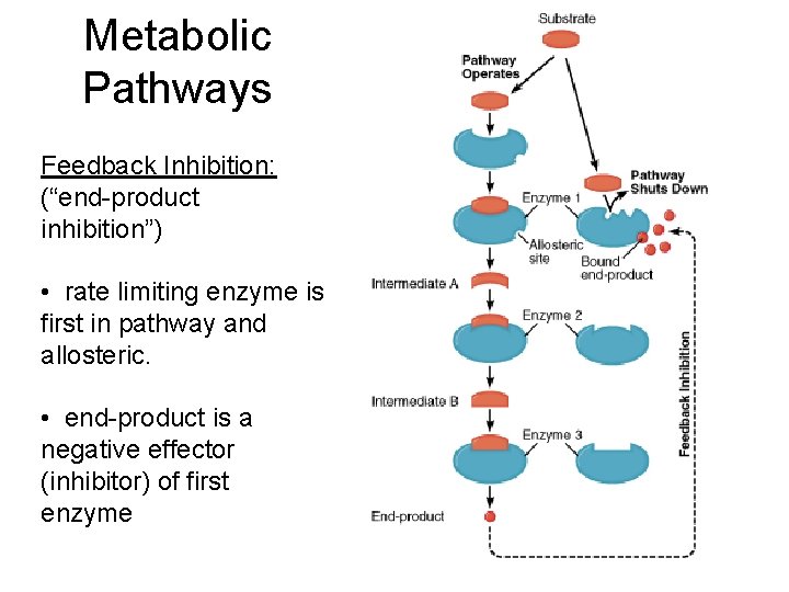 Metabolic Pathways Feedback Inhibition: (“end-product inhibition”) • rate limiting enzyme is first in pathway