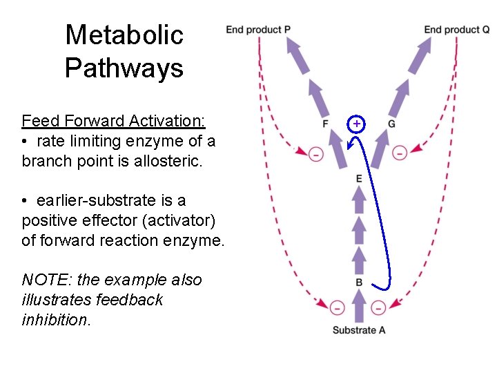 Metabolic Pathways Feed Forward Activation: • rate limiting enzyme of a branch point is