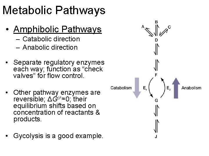 Metabolic Pathways • Amphibolic Pathways – Catabolic direction – Anabolic direction • Separate regulatory