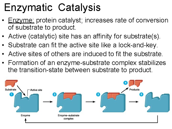 Enzymatic Catalysis • Enzyme: protein catalyst; increases rate of conversion of substrate to product.