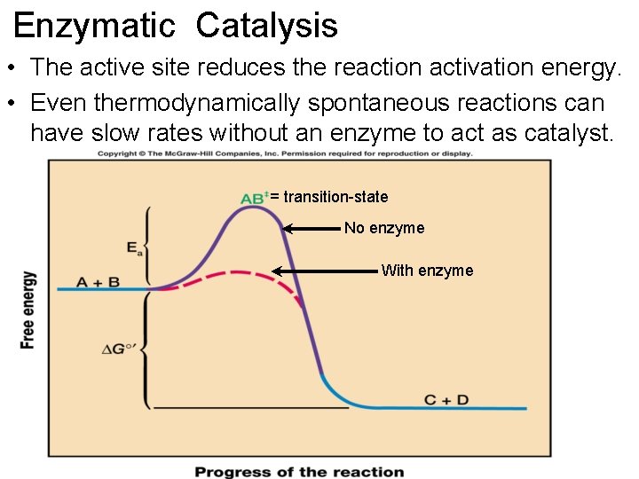 Enzymatic Catalysis • The active site reduces the reaction activation energy. • Even thermodynamically