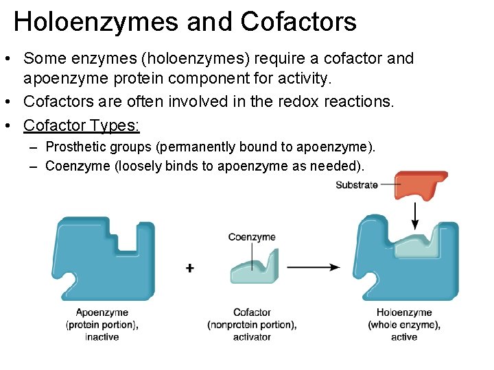 Holoenzymes and Cofactors • Some enzymes (holoenzymes) require a cofactor and apoenzyme protein component