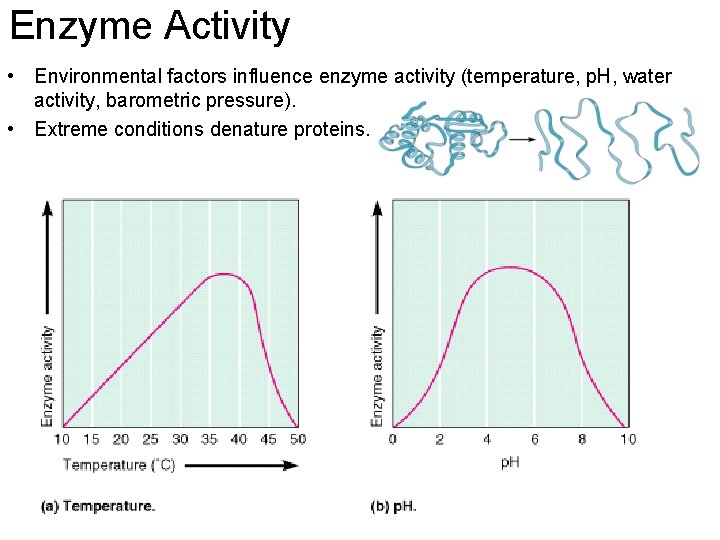 Enzyme Activity • Environmental factors influence enzyme activity (temperature, p. H, water activity, barometric