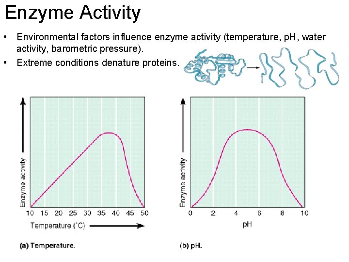 Enzyme Activity • Environmental factors influence enzyme activity (temperature, p. H, water activity, barometric