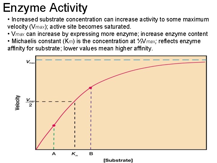 Enzyme Activity • Increased substrate concentration can increase activity to some maximum velocity (Vmax);