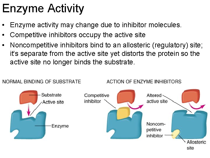 Enzyme Activity • Enzyme activity may change due to inhibitor molecules. • Competitive inhibitors