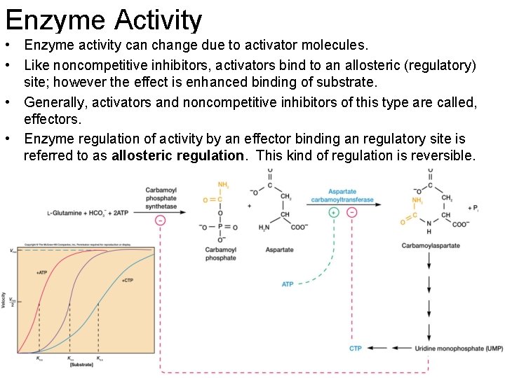 Enzyme Activity • Enzyme activity can change due to activator molecules. • Like noncompetitive