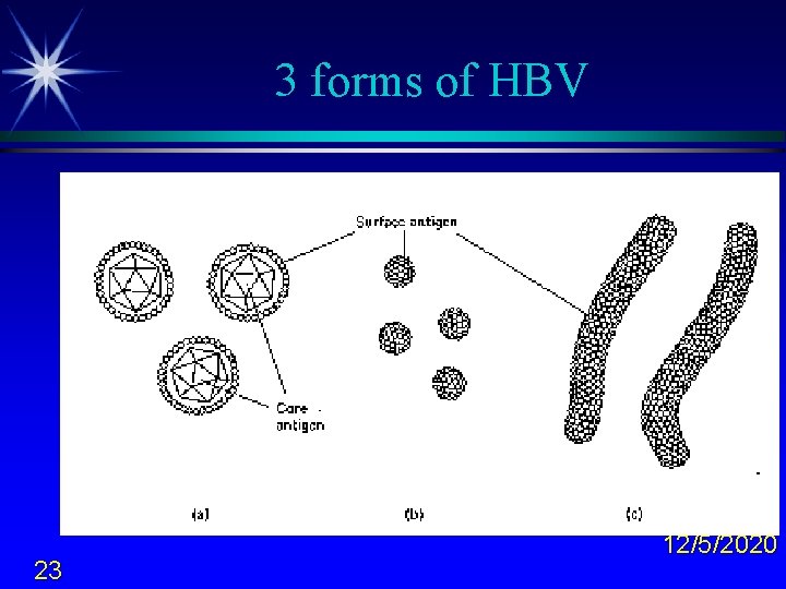 3 forms of HBV 23 12/5/2020 