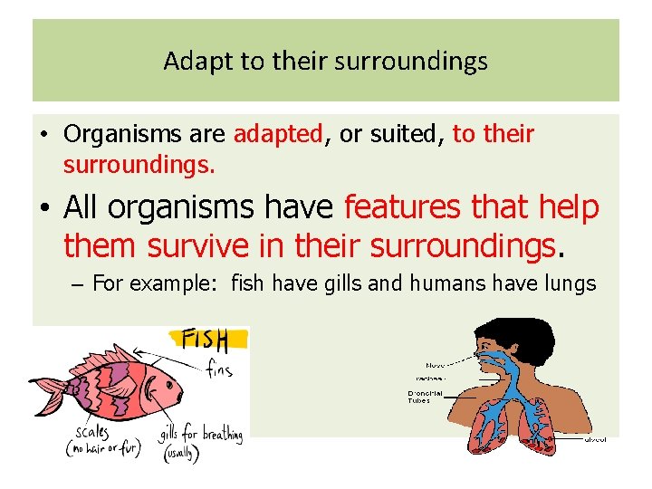 Adapt to their surroundings • Organisms are adapted, or suited, to their surroundings. •