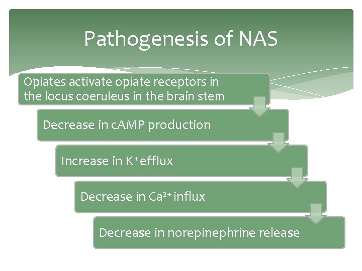 Pathogenesis of NAS Opiates activate opiate receptors in the locus coeruleus in the brain