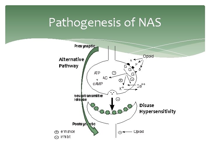 Pathogenesis of NAS Alternative Pathway Disuse Hypersensitivity 