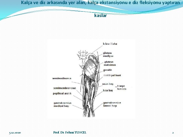 Kalça ve diz arkasında yer alan, kalça ekstansiyonu e diz fleksiyonu yaptıran kaslar 5.
